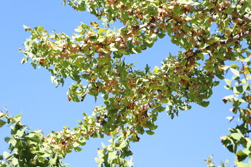 銀杏の実がなる風景
