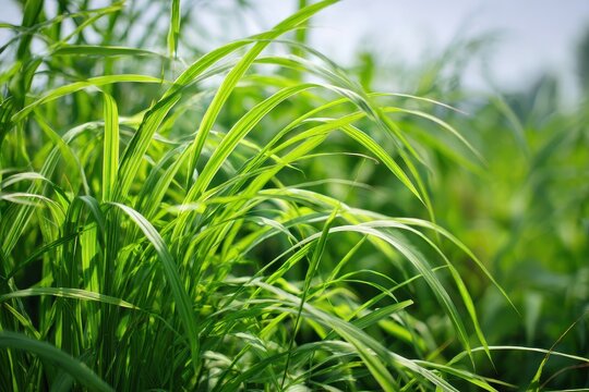 Lush Dallis Grass (Paspalum dilatatum) in Vibrant Green Shades, Showcasing the Beauty of Nature in a Summer Close-up