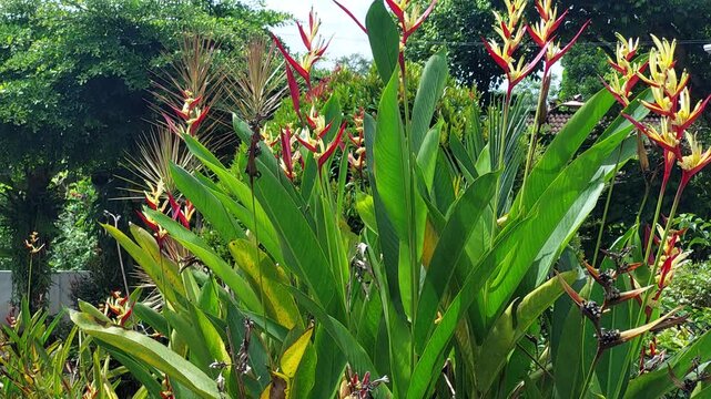 A vibrant cluster of Heliconia psittacorum flowers, with their distinctive red and yellow bracts, rising above lush green leaves in a sunny tropical garden