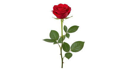 Obraz premium Single stem of a vibrant red rose with green leaves, isolated on transparent background