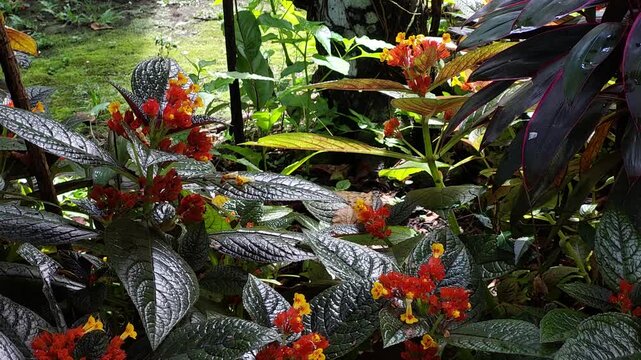 A dense, shaded garden featuring vibrant Chrysothemis pulchella flowers and dark Cordyline leaves amidst a lush tapestry of textured tropical foliage
