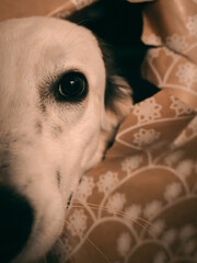 Christmas Doggie Photoshoot