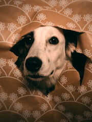 Christmas Doggie Photoshoot