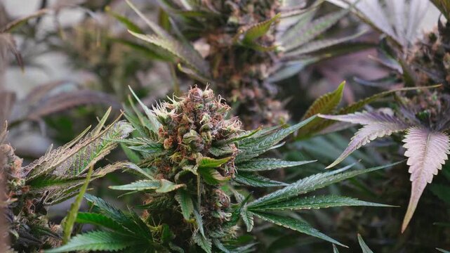 Cinematic Close-Up of Cannabis Buds with Smooth Motorized Slider Movement