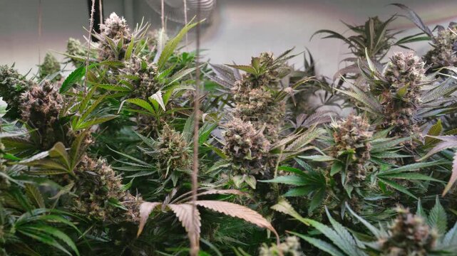 Cinematic Close-Up of Cannabis Buds with Smooth Motorized Slider Movement