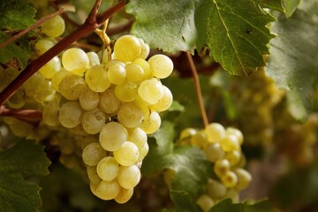 Organic Viognier Grapes: Fresh White Fruit from Sustainable Vineyards for Delicious Wine Production