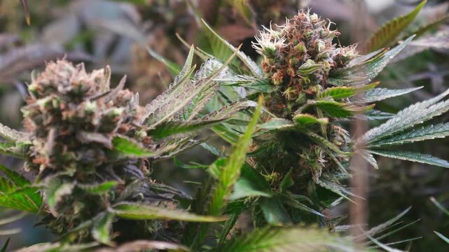 Cinematic Close-Up of Cannabis Buds with Smooth Motorized Slider Movement