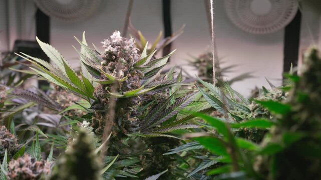 Cinematic Close-Up of Cannabis Buds with Smooth Motorized Slider Movement