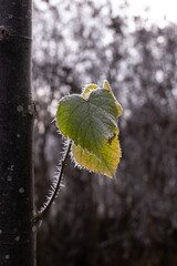 Frosty leaf © diana