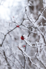 red berries in snow © diana