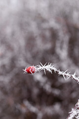 red berries in snow © diana