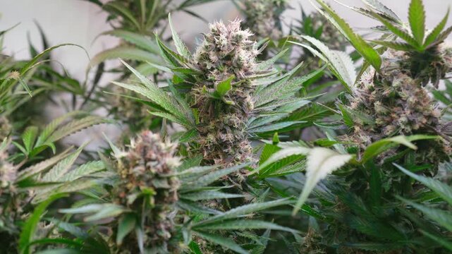 Cinematic Close-Up of Cannabis Buds with Smooth Motorized Slider Movement