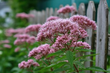 Charming Garden Display of Native Joe-Pye Weed Flowers in Soft Pink by a Rustic Fence