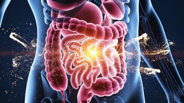 3D Animation of Human Digestive System with Glowing Intestines and Abdominal Pain.