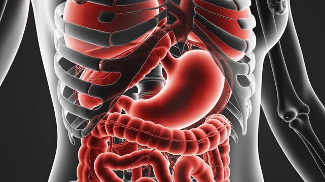 Detailed 3D Animation of the Human Digestive System and Internal Organs in a Transparent Body.
