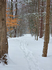 A serene winter scene unfolds along a forest path blanketed in snow, where fresh footprints are visible, and bare tree branches dusted with snow reveal a hint of autumn leaves