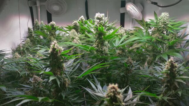 Cinematic Close-Up of Cannabis Buds with Smooth Motorized Slider Movement