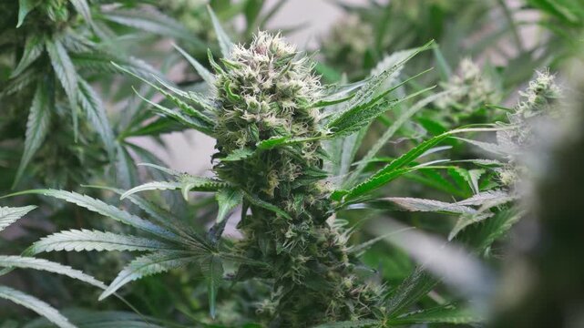 Cinematic Close-Up of Cannabis Buds with Smooth Motorized Slider Movement