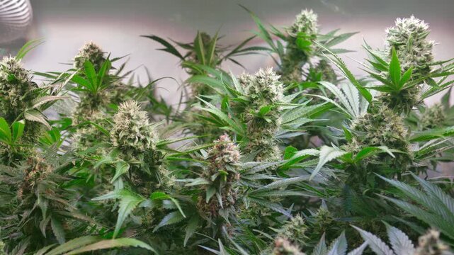 Cinematic Close-Up of Cannabis Buds with Smooth Motorized Slider Movement