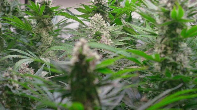 Cinematic Close-Up of Cannabis Buds with Smooth Motorized Slider Movement