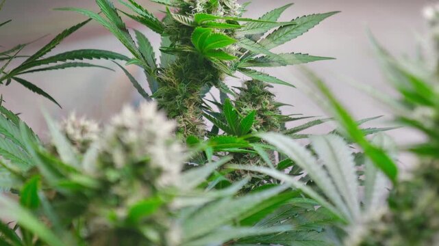 Cinematic Close-Up of Cannabis Buds with Smooth Motorized Slider Movement