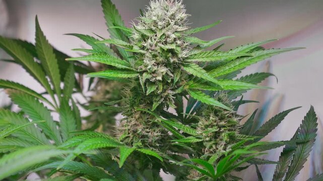 Cinematic Close-Up of Cannabis Buds with Smooth Motorized Slider Movement