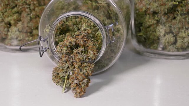 Dolly shot of harvested cannabis blooms in jars in front of a white background
