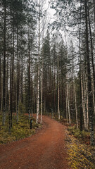 Finnish forest 