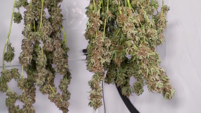 Dolly shot of drying cannabis plants in a grow tent
