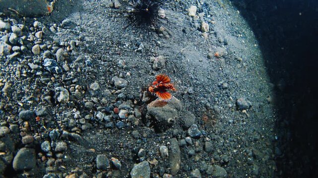Night muck diving in Indonesia. Sea floor with rocks, corals and the Lionfish. Muck diving on Alor island in Indonesia