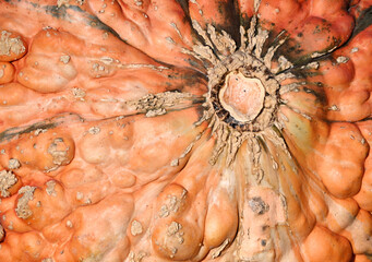 Bumpy Orange Pumpkin