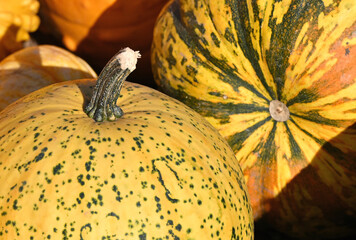 Colorful Pumpkins