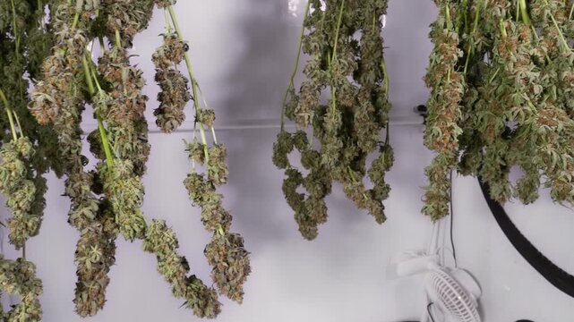 Dolly shot of drying cannabis plants in a grow tent