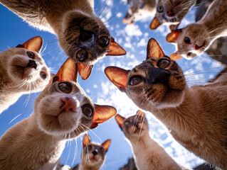 Image of 20 oriental cats, primarily gray with distinctive facial features, clustered and looking up at the camera from a tight space Natural lighting from above creates spotlights on - AI-Generated