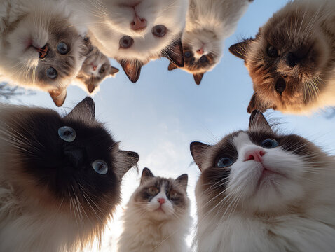 Image features a phone wallpaper with 20 Ragdoll cats looking down at the screen, camera pointing upwards to show nine Siamese cats in a circular arrangement, all gazing up at the sky - AI-Generated