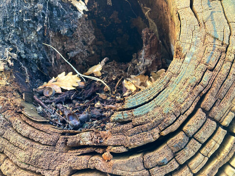 &aacute;rbol tronco de madera viejo cortado seco hueco con textura y grietas en los anillos IMG_4084-as25