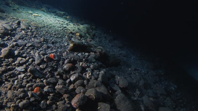 Night muck diving in Indonesia. Sea floor with rocks, corals and night creatures. Muck diving on Alor island in Indonesia