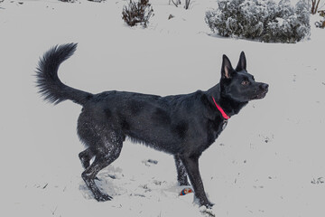 Portrait of a Dog on a Snowy Day