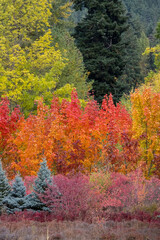 Fabulous Fall Foliage - Hood River OR