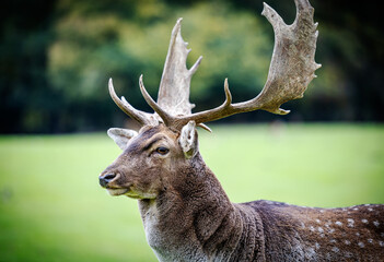 Male fallow deer with large antlers in forest
