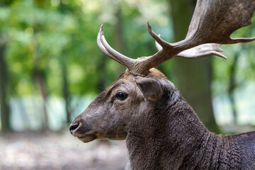 Male fallow deer with large antlers in forest