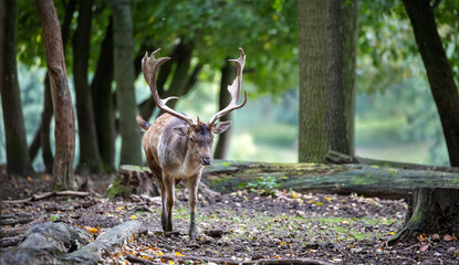 Male fallow deer with large antlers in forest