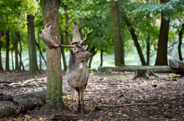 Male fallow deer with large antlers in forest