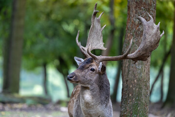 Male fallow deer with large antlers in forest