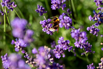 Pszczoła na lawendzie
