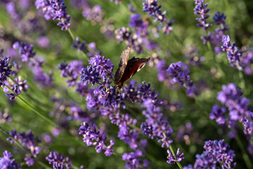 Motyl na lawendzie