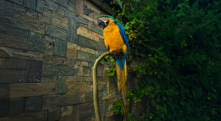 parrot on a branch © Momen