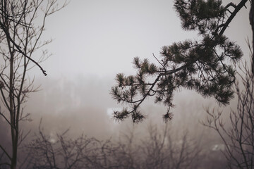 Trees covered in fog stand in a forest during early morning. Branches reach out with few pine needles visible. The scene shows a quiet and dense atmosphere, with silhouettes of plants in the backgroun