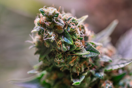 Cannabis Plant Flower HDR