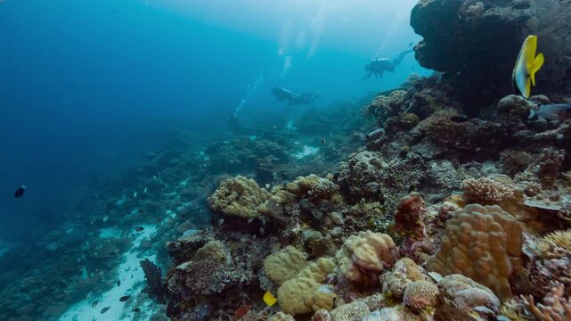 Underwater shot following a tropical fish swimming along a coral reef towards a group of SCUBA Divers, Palau